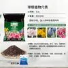 Bulbos de Lírio de Outono de Floração Dupla, Mudas de Flores de Floração Simples, Lírios Perfumados Comprados Diretamente da Holanda, Canhão de Ferro, Plantas de Vaso para Iniciantes do Pátio Karie