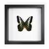 Mariposa Real, Especie Preciosa de Verano, Mariposa Rara con Alas Verdes Grandes, Adorno de Escritorio, Espécimen de Regalo, Pintura Decorativa, Marco de Fotos de Mariposa