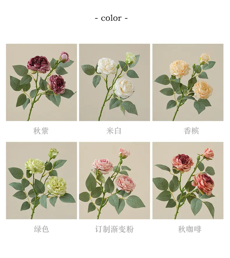 贝勒米3头茶玫_04.jpg