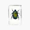 Resina de Venta Caliente Transfronteriza Muestras de Insectos Reales Araña Escorpión Saltamontes Regalo de Recompensa para Estudiantes de Primaria Regalo Artesanal