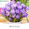 Bulbos de Flor de Crocus para Jardinería Casera, Plantas Resistentes al Frío, Bulbos de Flor, Plántulas de Azafrán, Semillas, Flores en Maceta para Interiores y Exteriores