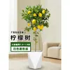 Planta de Limoeiro em Vaso com Frutos, Planta Verde Comestível, Grande para Sala de Estar Interna Varanda, Planta de Floração Quatro Estações, Fácil de Manter