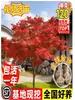 Vivero de arces rojos japoneses para dropshipping, árbol enano rojo de cuatro estaciones, árbol paisajístico Princesa Danza Roja, resistente al frío para exteriores para villas