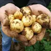 Patatas Ricas en Selenio de Enshi, Patatas de Alta Montaña, Patatas Frescas de Pulpa Amarilla, Cultivadas en Granja, Ecológicas, Saludables, Venta Directa en Amazon