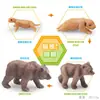 Juguete modelo de animal pequeño simulación ciclo de vida crecimiento rana tortuga pollo Montessori material didáctico preescolar venta al por mayor