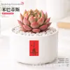 Plantas Suculentas de Interior, Cactos Pequenos em Vasos, Flores, Plantas Verdes, Escritório, Jardim de Infância, Mesa, Suculentas Tipo Cacto