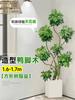 Planta Verde Grande para Sala de Estar con Forma de Pata de Pato, Planta en Maceta de Interior de Fácil Mantenimiento, Planta Verde Perenne de Pie para Oficina para Todas las Estaciones