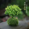 Bonsai de Planta Hidropônica Varanda Sala de Estar Fácil de Cultivar Planta Verde Interior Escritório Cultura em Água Pequena Planta em Vaso Planta Verde