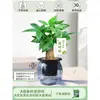 Árbol del Dinero Maceta Flores, Sala de Estar, Casa Próspera, Plantas Verdes, Fácil de Cultivar en Todas las Estaciones, Árbol del Dinero, Plantas Hidropónicas de Escritorio para Oficina