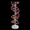 Modelo de estructura de enseñanza de ADN Doble Hélice Base par escolar Genético Gen Biología Instrumento de enseñanza modelo