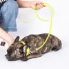 Coleira e guia para cachorro à prova d'água mais vendidas internacionalmente, coleira para cachorro ajustável revestida de PVC atacado