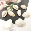 100g concha natural de furo único 12mm-16mm dente de concha perfurado galvanizado acessórios para sapatos chapéu de molusco