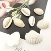100g Concha de Caracol Natural de un Solo Agujero 12mm-16mm Dientes de Concha Perforados Galvanizados Accesorios de Concha para Zapatos y Sombreros