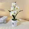 Gran Cinco Phalaenopsis Artificiales Tubo Recto Patrón de Ciervo Bonsái Hotel Restaurante Decoración Atmósfera Flor Artificial Planta Verde Planta en Maceta