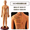 Folha de Cobre para Acupuntura Uso Doméstico Medicina Tradicional Chinesa Silicone Modelo de Diagrama de Meridianos do Corpo Humano com Pontos de Acupuntura