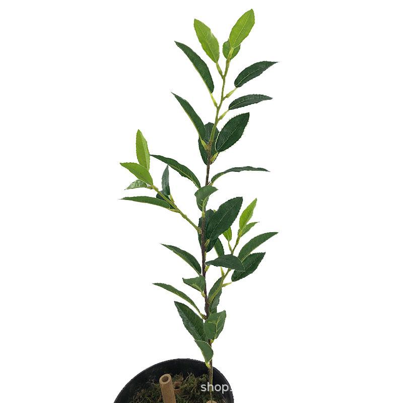 XRB-130 单枝大白茶叶.jpg