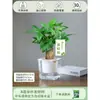 Árbol del Dinero Maceta Flores, Sala de Estar, Casa Próspera, Plantas Verdes, Fácil de Cultivar en Todas las Estaciones, Árbol del Dinero, Plantas Hidropónicas de Escritorio para Oficina