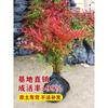 Dropshipping Nandina Plantones en Macetas Flame Nandina Bonsái de Interior de Pila Vieja Follaje de Patio Flores y Plantas Verdes