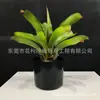 Planta de Simulação Sala de Estar Vasos Chão Janela Decoração Paisagem Interna Decoração Sisal Agave Verde Vermelho de Simulação