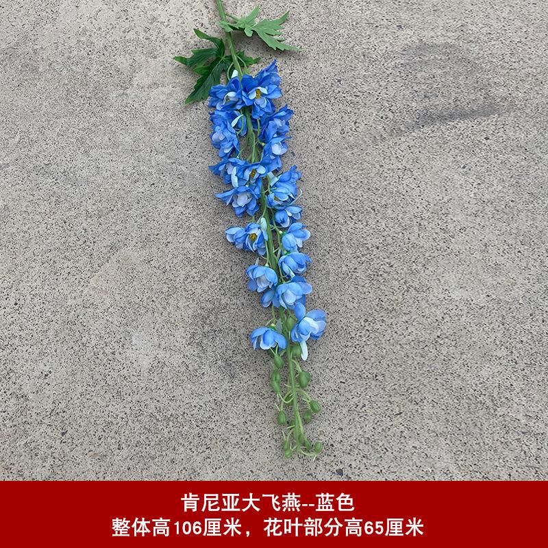 紫媚 大飞燕蓝色1