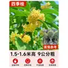 Mudas de Osmanthus, Árvores Grandes, Plantio de Pátio, Osmanthus Dourado, Plantas de Vaso Osmanthus de Quatro Estações, Plantas Grandes Raras, Plantas Florais e Verdes, Fácil de Cuidar