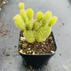 Base de planta suculenta autoproducida y autovendida al por mayor suculentas pequeñas combinación de flores plantas en maceta plantas carnosas Lithops Haworthia