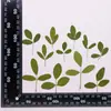 Folha Folha Pintura DIY Folhas Secas Naturais Marcadores de Página Artesanais Flores Secas Materiais Criativos Materiais de Espécimes de Plantas Artesanais