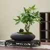 Árvore da Fortuna Pequena em Vaso Florais Nativos Forma Interessante Árvore da Fortuna Sala de Estar Mesa Plantas Verdes Interior Fortuna Escritório