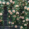 Enredadera de Rosas Simulada de Alta Gama, Enredadera Artificial de Flores Estilo Jardín, Arco de Pared, Envoltura para Tuberías Colgantes, Enredadera Decorativa para Cubrir y Decorar