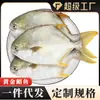 Corvina Fresca Amarilla Congelada, Corvina Grande, Pescado de Mar, Mariscos, Pescado Plano, Corvina Blanca, Corvina Plateada Congelada, Venta al por Mayor Dropshipping
