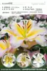 Bulbos de Lírio de Outono de Floração Dupla, Mudas de Flores de Floração Simples, Lírios Perfumados Comprados Diretamente da Holanda, Canhão de Ferro, Plantas de Vaso para Iniciantes do Pátio Karie