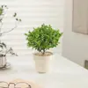 Macetas de Escritorio para Flores y Plantas Verdes, Bonsái de Escritorio para Interiores y Sala de Estar, Plantas Purificadoras de Aire