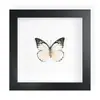 Mariposa Real, Especie Preciosa de Verano, Mariposa Rara, Mariposa Pequeña de Cinta Verde, Adorno de Escritorio, Espécimen de Regalo, Pintura Decorativa, Espécimen de Mariposa
