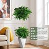 Árbol de la Felicidad Planta en Maceta Interior Multiestante Pila Vieja Sala de Estar Grande Grande Árbol Ping An Perenne Cuatro Estaciones Planta Absorbente de Formaldehído Sala de Exposiciones