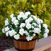 Simulación transfronteriza de azaleas pequeñas plantas verdes artificiales boda decoración del hogar ramo de flores falsas cesta de flores adornos de jardinería