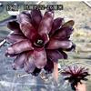 Piña Linda Colorida Piña Selva Tropical Tanque de Agua y Tierra Ecológico Plantas Acuáticas Terrario para Reptiles Paisajismo Plantas Epífitas de Uso Común