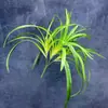 Bambú de agua, plantas acuáticas, bambú de agua para tortugas, bambú de agua en maceta, paisajismo para estanques de peces y tortugas, hierba paraguas, hierba molino de viento