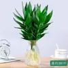 Bambú Guanyin, bambú de la suerte, plantas hidropónicas con raíces, flores, plantas verdes, rábano verde, bambú de transferencia en maceta de interior, criado en agua y fácil de cultivar