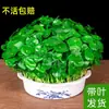 Planta Hidropônica de Centella Asiática, Planta em Vaso de Tronco Velho, Centella Asiática Hidropônica de Folhas Grandes para Interior e Exterior, Plantas Verdes Fáceis de Cultivar