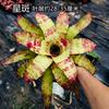 Piña Linda Colorida Piña Selva Tropical Tanque de Agua y Tierra Ecológico Plantas Acuáticas Terrario para Reptiles Paisajismo Plantas Epífitas de Uso Común