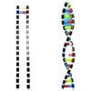 Componente de modelo de estrutura de dupla hélice de DNA modelo de estrutura de DNA médio montagem modelo genético experimento biológico