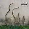 Ramas Secas, Ramas de Madera Natural, Ramas Secas Artísticas, Ramas Muertas, Troncos de Árbol, Formas de Árbol, Percheros de Pared, Decoraciones de Ramas para Techo
