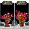 Plantas de Acuario, Decoraciones de Paisajismo con Césped Real, Plantas Aptas para Principiantes, Crisantemo Verde Ciempiés, Plantas de Sombra, Piedra Volcánica, Plantas Verdes Purificadoras de Agua