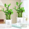 Planta de Vaso Bambu Lótus Festival das Flores Jie Jie Gao Desktop Hidropônico Planta Verde Fácil de Cuidar Bambu Wenchang Bambu Rico Sala de Estar Planta de Interior