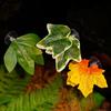 Nomo Varios Tipos de Hojas Decorativas para Paisajismo Plantas Artificiales Lagarto Camaleón Serpiente Mascota Trepadora Alimentación Agua Hojas con Ventosas