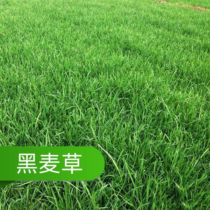 黑麦_副本