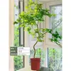 Arce Liuchuan Plantas Verdes en Maceta Estudio Sala de Estar Plantas de Interior Siete Arce Árboles Celebridad de Internet Estilo Japonés Zen Oficina Hojas de Arce