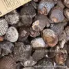 Juguetes de Excavación Arqueológica de Fósiles Naturales Caja Sorpresa Fósiles de Animales y Plantas Marinas Paleontológicas Dientes Esqueleto Piedra Bruta Venta al por Mayor