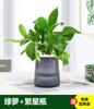 Dropshipping de Plantas Verdes: Jiboia, Árvore da Fortuna, Aspargo, Osmanthus, Plantas em Vasos, Hortelã de Interior, Bambu da Sorte, Plantas Hidropônicas
