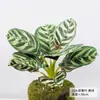 Estilo Nórdico Planta Verde Artificial Lirio Canna Planta en Maceta Oficina Planta Verde Falsa Decoración de Paisajismo Decoración de Interiores Hojas Artificiales